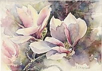 Cherlye.Chapline.BS.Tulip.Blooms.350.jpg